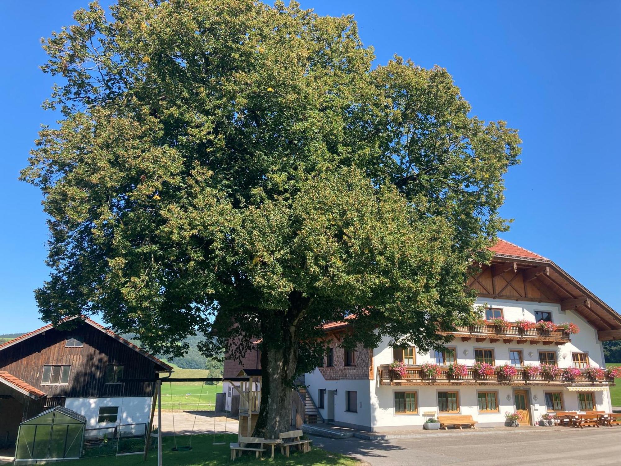 Biohof-Feichtinger Lejlighed Zell am Moos Eksteriør billede